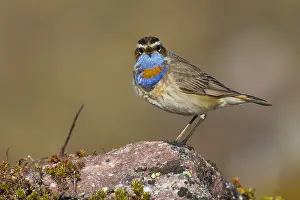 Bluethroat Prints: Bluethroat
