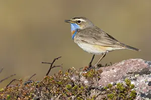 Muscicapidae Prints: Bluethroat