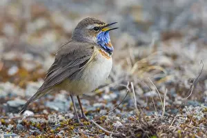 Muscicapidae Prints: Bluethroat