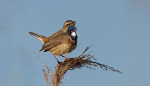 White Throated Prints: Bluethroat; Luscinia svecica cyanecula