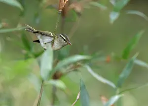 Myanmar Prints: Blyth's Leaf Warbler, Phylloscopus reguloides