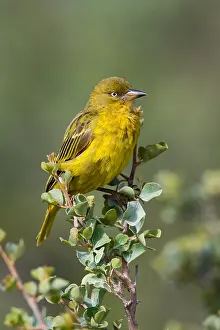 Images Dated 3rd December 2007: Bocage-wever, Cape Weaver, Ploceus capensis