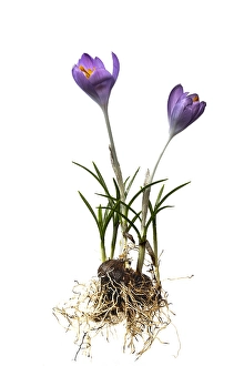 January Prints: Boerenkrokus, Early Crocu, Crocus tommasinianus