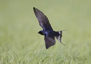 Images Dated 17th June 2007: Boerenzwaluw; Barn Swallow; Hirundo rustica
