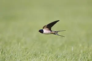 Images Dated 17th June 2007: Boerenzwaluw; Barn Swallow; Hirundo rustica