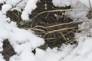 Moerasvogel Prints: Bokje; Jack Snipe; Lymnocryptes minimus