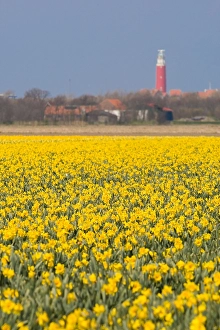 Narcissen Prints: Bollenveld; Flowerbed