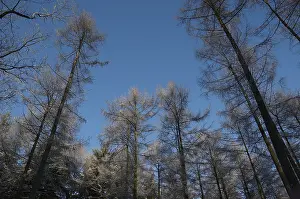 Images Dated 24th January 2005: Bomen, Trees