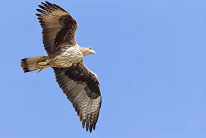Bonelli's Eagle