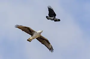 Corvidae Prints: Bonelli's Eagle