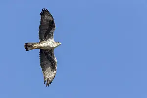 Accipitriformes Prints: Bonelli's Eagle