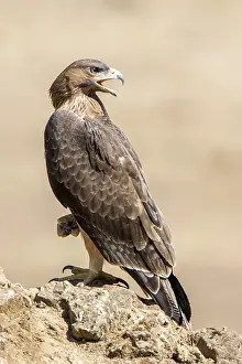 Images Dated 31st July 2017: Bonelli's Eagle, Aquila fasciata