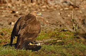 Images Dated 21st November 2021: Bonelli's Eagle covers its prey