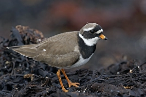 Images Dated 12th June 2007: Bontbekplevier, Common Ringed Plover, Charadrius hiaticula