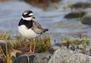 Images Dated 4th August 2009: Bontbekplevier, Common Ringed Plover, Charadrius hiaticula