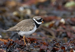 Images Dated 12th June 2007: Bontbekplevier, Common Ringed Plover, Charadrius hiaticula
