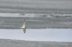 Images Dated 9th June 2005: Bontbekplevier, Common Ringed Plover, Charadrius hiaticula