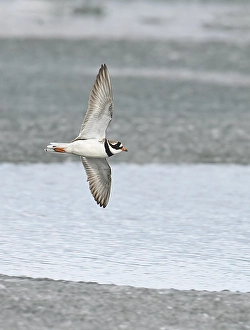 Images Dated 9th June 2005: Bontbekplevier, Common Ringed Plover, Charadrius hiaticula