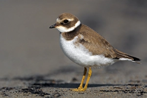 Images Dated 14th October 2009: Bontbekplevier, Common Ringed Plover, Charadrius hiaticula