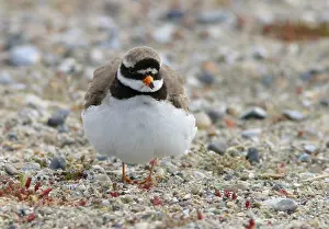 Rodelijst Prints: Bontbekplevier, Common Ringed Plover, Charadrius hiaticula