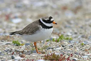 Rodelijst Prints: Bontbekplevier, Common Ringed Plover, Charadrius hiaticula