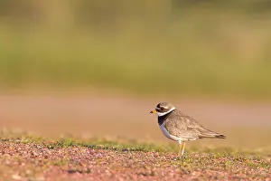 National Parc Prints: Bontbekplevier, Common Ringed Plover, Charadrius