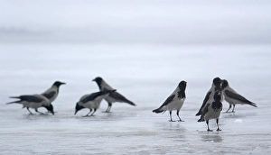 2003 Prints: Bonte Kraai, Hooded Crow, Corvus cornix