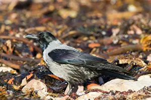 Kraai Prints: Bonte Kraai, Hooded Crow, Corvus cornix