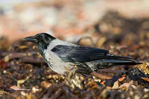 Kraai Prints: Bonte Kraai, Hooded Crow, Corvus cornix