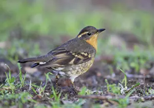 California Prints: Bonte Lijster, Varied Thrush, Ixoreus naevius