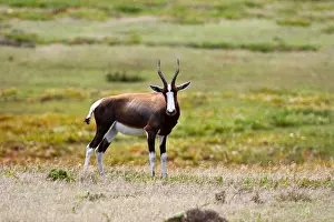 Images Dated 3rd December 2007: Bontebok, Bontebok, Damaliscus pygargus