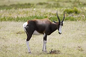 Images Dated 3rd December 2007: Bontebok, Bontebok, Damaliscus pygargus