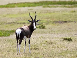 Images Dated 3rd December 2007: Bontebok, Damaliscus pygargus
