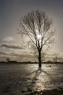 Boom Prints: Boom; tree