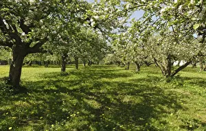 Boomgaard Prints: Boomgaard, Orchard