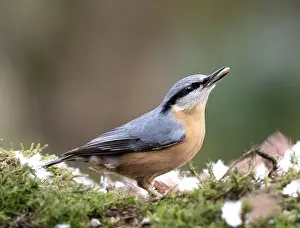 Europaea Prints: Boomklever, Eurasian Nuthatch, Sitta europaea
