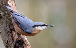 Europaea Prints: Boomklever, Eurasian Nuthatch, Sitta europaea