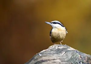 Europaea Prints: Boomklever; Eurasian Nuthatch; Sitta europaea
