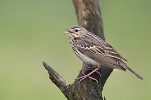 Boompieper Prints: Boompieper, Tree Pipit, Anthus trivialis