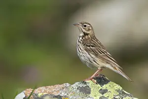 Boompieper Prints: Boompieper, Tree Pipit, Anthus trivialis