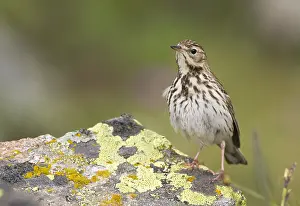 Boompieper Prints: Boompieper, Tree Pipit, Anthus trivialis