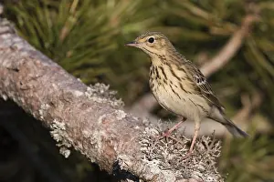 Boompieper Prints: Boompieper, Tree Pipit, Anthus trivialis