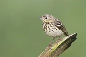 Boompieper Prints: Boompieper, Tree Pipit, Anthus trivialis