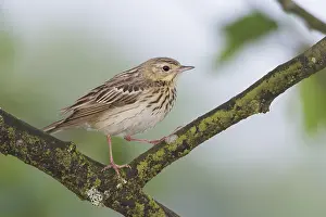 Boompieper Prints: Boompieper, Tree Pipit, Anthus trivialis