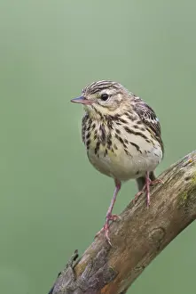 Boompieper Prints: Boompieper, Tree Pipit, Anthus trivialis