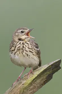 Boompieper Prints: Boompieper, Tree Pipit, Anthus trivialis