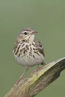 Boompieper Prints: Boompieper, Tree Pipit, Anthus trivialis