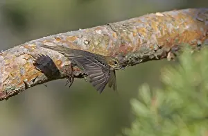 Boompieper Prints: Boompieper, Tree Pipit, Anthus trivialis