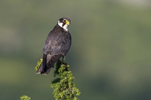 Images Dated 5th June 2015: Boomvalk; Northern Hobby; Falco subbuteo