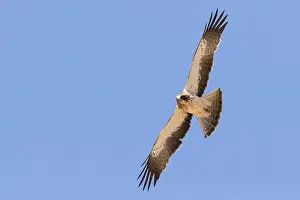 Images Dated 30th April 2018: Booted Eagle